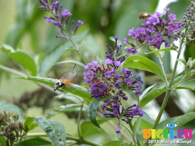 FZ020147 'Colibri butterfly' Hummingbird Hawk-moth (Macroglossum stellatarum)